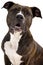 American staffordshire terrier