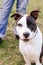 American staffordshire terrier, amstaff, stafford