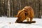 American Staffordshire Terrier of beige, orange shade