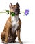 American Staffordshire Terrier with a blue rose