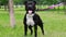 American staffordshire terrier boy in a stand.