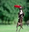 American staffordshire terrier catches the frisby disk