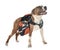 American staffordshire terrier, chihuahua and bag