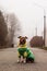 American Staffordshire Terrier in clothes sits on the alley. Attentive amstaff in anticipation against a foggy landscape