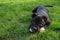 American staffordshire terrier. Cute pure bread puppy on the green ground.