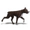 American Staffordshire Terrier Dog. 3D rendering