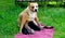 American  Staffordshire Terrier dog breastfeeding puppies
