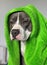 American Staffordshire terrier dog in green hood