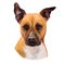 American Staffordshire Terrier dog isolated hand drawn digital art illustration. Amstaff medium-sized, short-coated American dog
