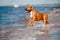 American staffordshire terrier dog playing on the beach