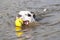 American Staffordshire Terrier Dog Swims In The Lake