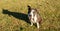 American Staffordshire Terrier girl in brown and white