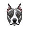 American staffordshire terrier head face. Dog portrait. Staffordshire terrier breed. Vector.