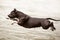 American Staffordshire Terrier jumping into water