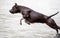 American Staffordshire Terrier jumping in water