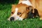 American Staffordshire Terrier, laying on grass