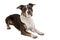 American staffordshire terrier listen