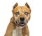 American Staffordshire Terrier, panting, isolated