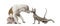 American Staffordshire Terrier and Peterbald kitten