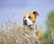 American Staffordshire Terrier pictured in nature