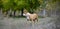 American Staffordshire Terrier pictured in nature