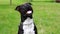 American staffordshire terrier pitbull dog face closeup.
