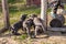 American Staffordshire Terrier puppies sitting in an aviary want to walk in the wild