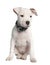 American Staffordshire terrier puppy (2 months)