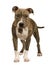 American Staffordshire terrier puppy (5 months)