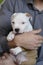 American staffordshire terrier puppy