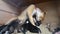 American Staffordshire Terrier puppy breast feeding