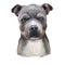 American Staffordshire Terrier Puppy isolated hand drawn digital art illustration. Amstaff medium-sized, short-coated American dog