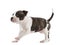 American Staffordshire Terrier Puppy running