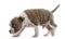 American Staffordshire Terrier Puppy walking