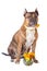 American Staffordshire Terrier with a rose in the mouth before white background. Dog with flower