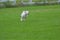 American Staffordshire Terrier running in the field.