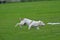 American Staffordshire Terrier running in the field.