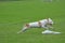 American Staffordshire Terrier running in the field.