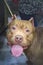 American stafforshire Terrier, fighting strong dog breed amstaff. Portrait front view from above, funny face.