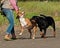 American stafforshire terrier playing with a Rottweiler