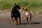 American stafforshire terrier playing with a Rottweiler