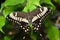 American Swallowtail