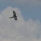 American Swallowtail Kite in Flight