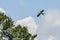 American Swallowtail Kite Soaring Over Trees