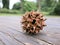 American sweetgum fruit on picnic table with trees in background