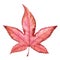 American sweetgum leaf.