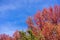 American sweetgum Liquidambar styraciflua autumn colored trees on a blue sky background; fall concept