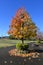 American sweetgum  Liquidambar styraciflua  tree autumn leaves.