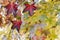 American sweetgum tree colorful autumnal foliage close up