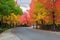 American Sweetgum Tree Lined Street in Fall